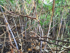 Xenodidymella applanata