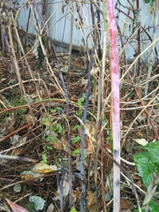 Xenodidymella applanata