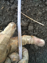 Xenodidymella applanata