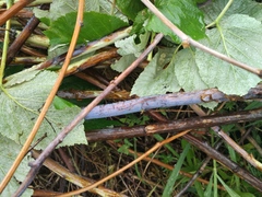 Xenodidymella applanata