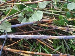 Xenodidymella applanata