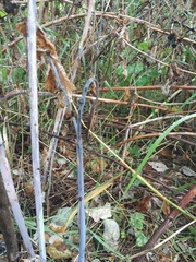 Xenodidymella applanata