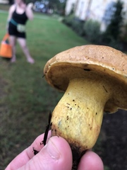 Boletus luridellus