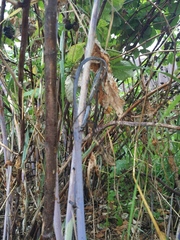 Xenodidymella applanata