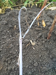 Xenodidymella applanata