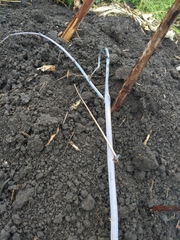 Xenodidymella applanata