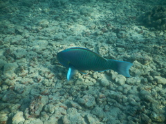 Chlorurus perspicillatus