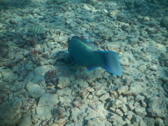 Chlorurus perspicillatus