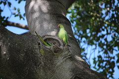 Psittacula krameri