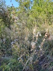 Lactuca viminea