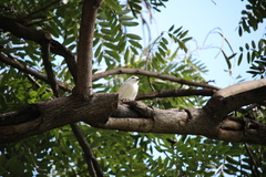 Gygis alba