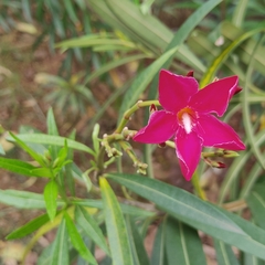 Neriinae
