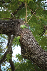 Psittacula krameri