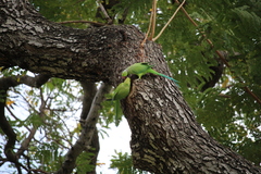 Psittacula krameri
