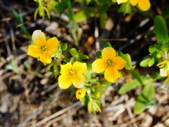 Roepera billardierei