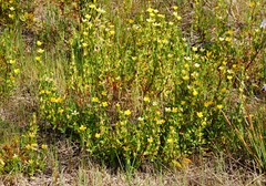 Roepera billardierei