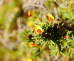 Pultenaea tenuifolia