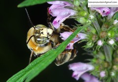 Anthophora deserticola