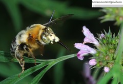 Anthophora deserticola