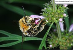 Anthophora deserticola