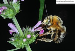 Anthophora deserticola