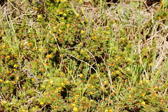 Pultenaea tenuifolia