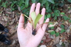 Dipterocarpaceae