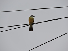 Tyrannus melancholicus