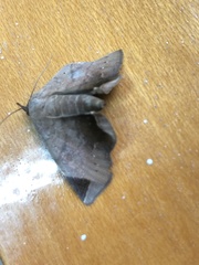 Psimada quadripennis