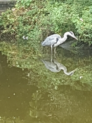 Ardea cinerea