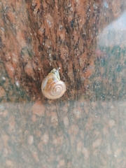 Gastropoda