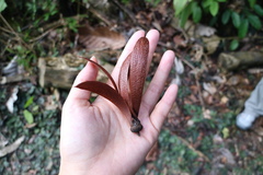 Dipterocarpaceae