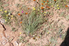 Gethyllis grandiflora