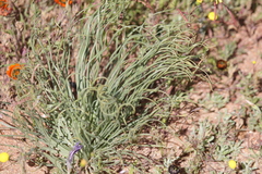 Gethyllis grandiflora