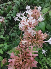 Abelia chinensis