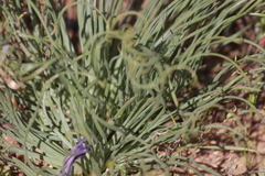 Gethyllis grandiflora