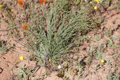 Gethyllis grandiflora