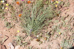 Gethyllis grandiflora