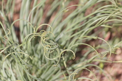Gethyllis grandiflora