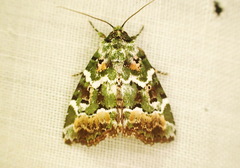 Chytonix mniochroa