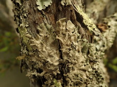 Parmotrema subtinctorium