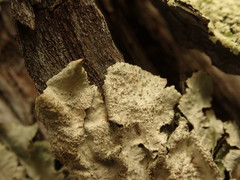 Parmotrema subtinctorium