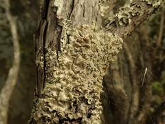 Parmotrema subtinctorium