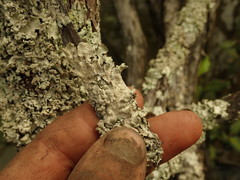Parmotrema subtinctorium