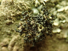Stereocaulon corticatulum