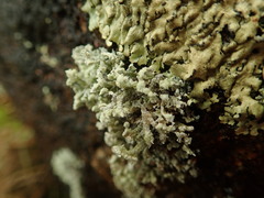 Stereocaulon corticatulum