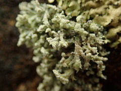 Stereocaulon corticatulum