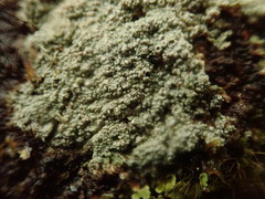 Coccotrema cucurbitula