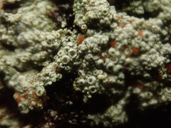 Coccotrema cucurbitula