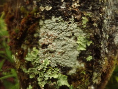 Coccotrema cucurbitula